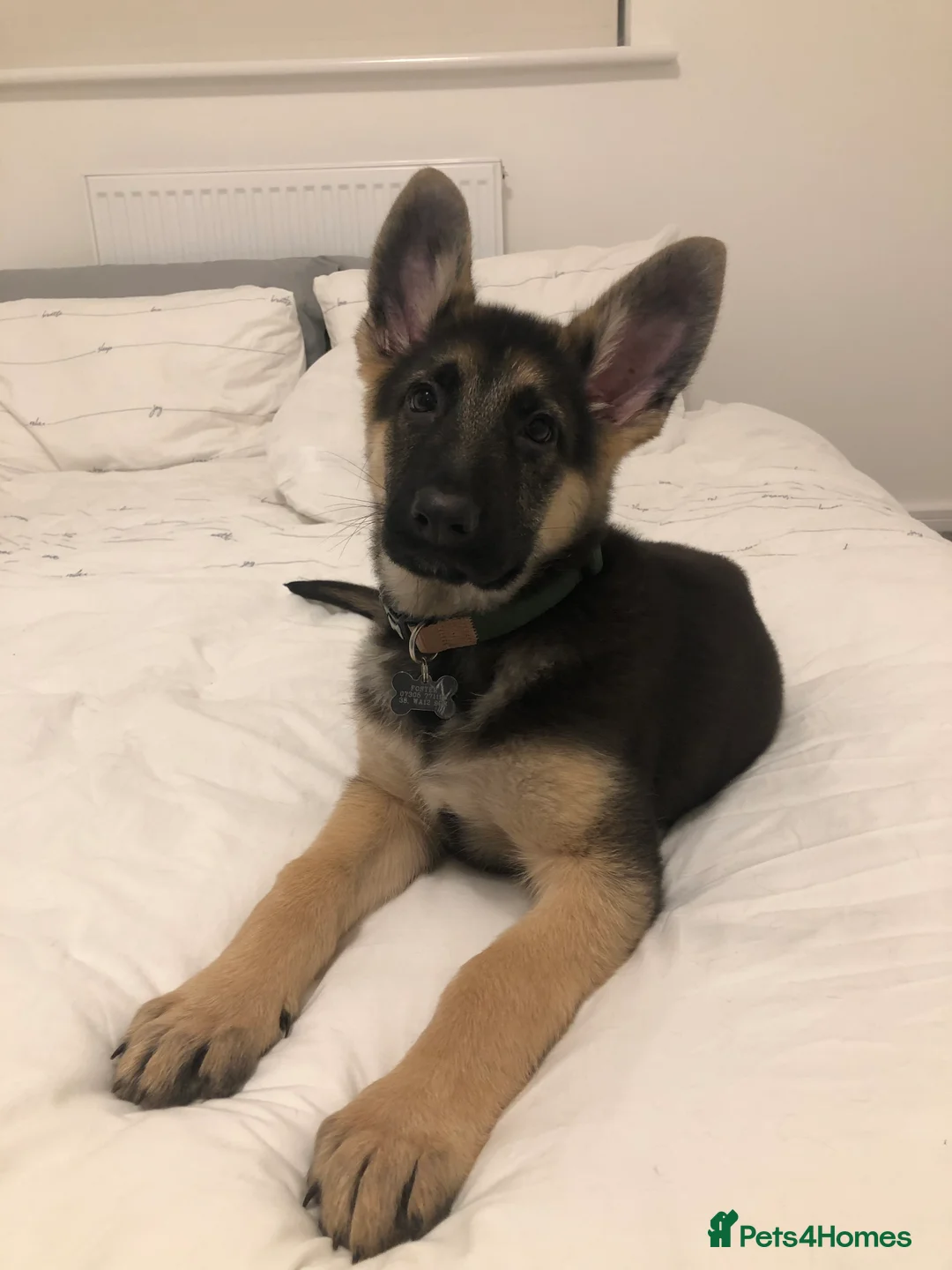 German Shepherd dogs for stud: For Stud Only in Newton-le-Willows - Advert 5