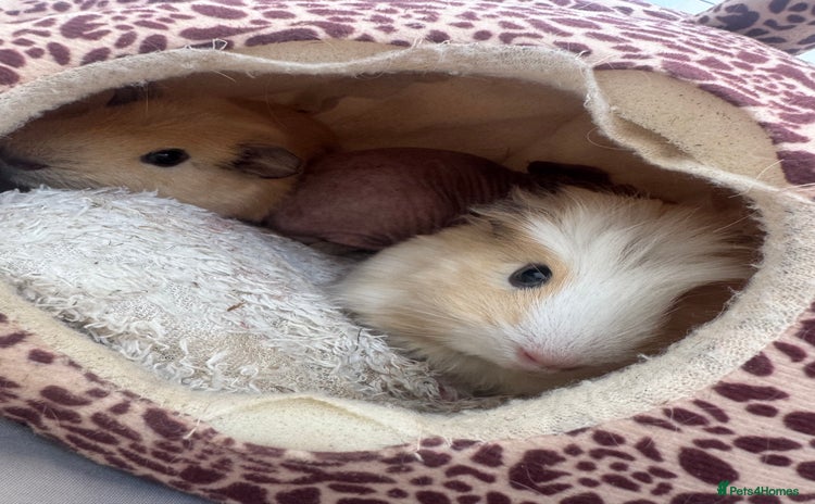 Guinea Pig rodents - Advert 10
