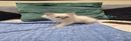 Ragdoll cats for sale: Blue Eyed Ragdolls FOR SALE - Advert 5