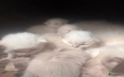 Ragdoll cats for sale: Ragdoll Kittens  - Image 2