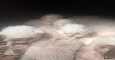 Ragdoll cats - Advert 9
