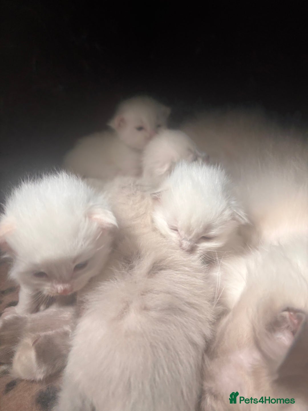 Ragdoll cats for sale: Ragdoll Kittens  - Image 2