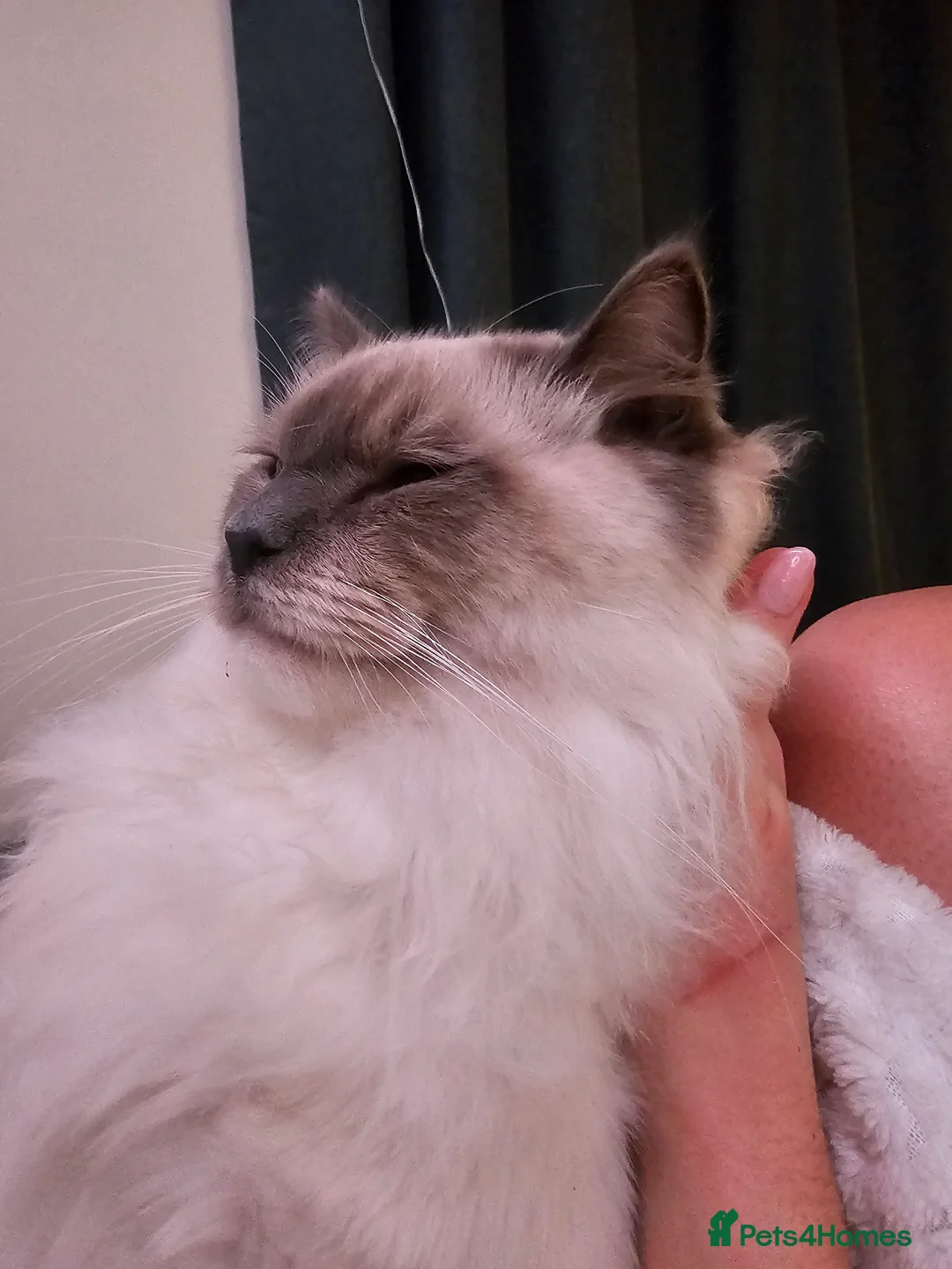 Ragdoll cats for stud:  Outstanding Blue Point Ragdoll Stud – £250  - Advert 4