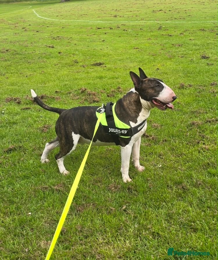 English Bull Terrier dogs English bull terrier kc reg CHAMPION LINE - Advert 2