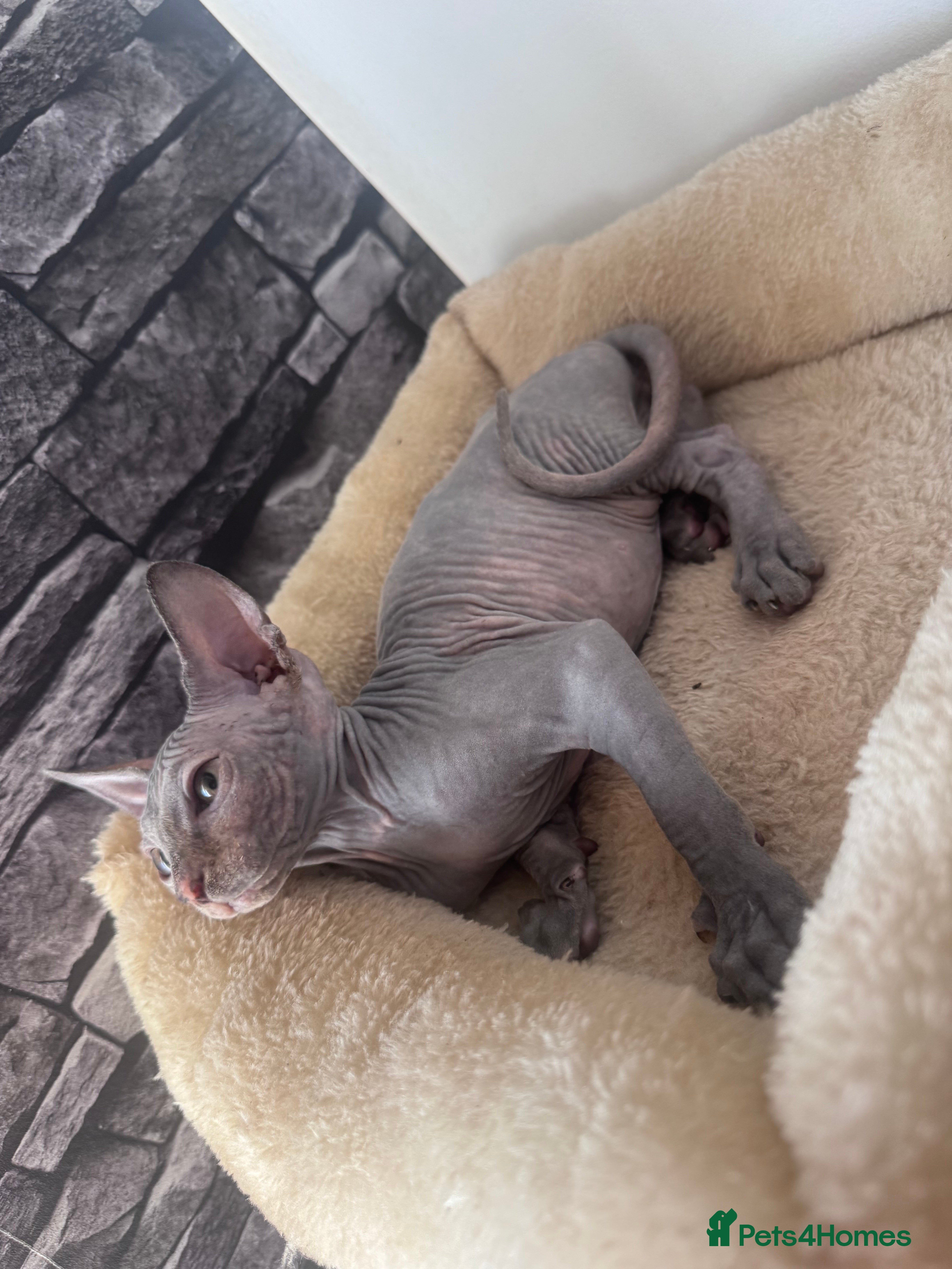 Sphynx cats 🐈‍⬛🐾 Sphynx elf's / Canadian kittens  - Advert 2