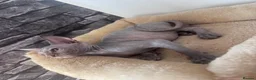 Sphynx cats for sale: 🐈‍⬛🐾 Sphynx elf's / Canadian kittens  - Advert 2