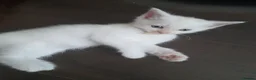 Ragdoll cats for sale: 3 Cute White half ragdolls for sale - Advert 6