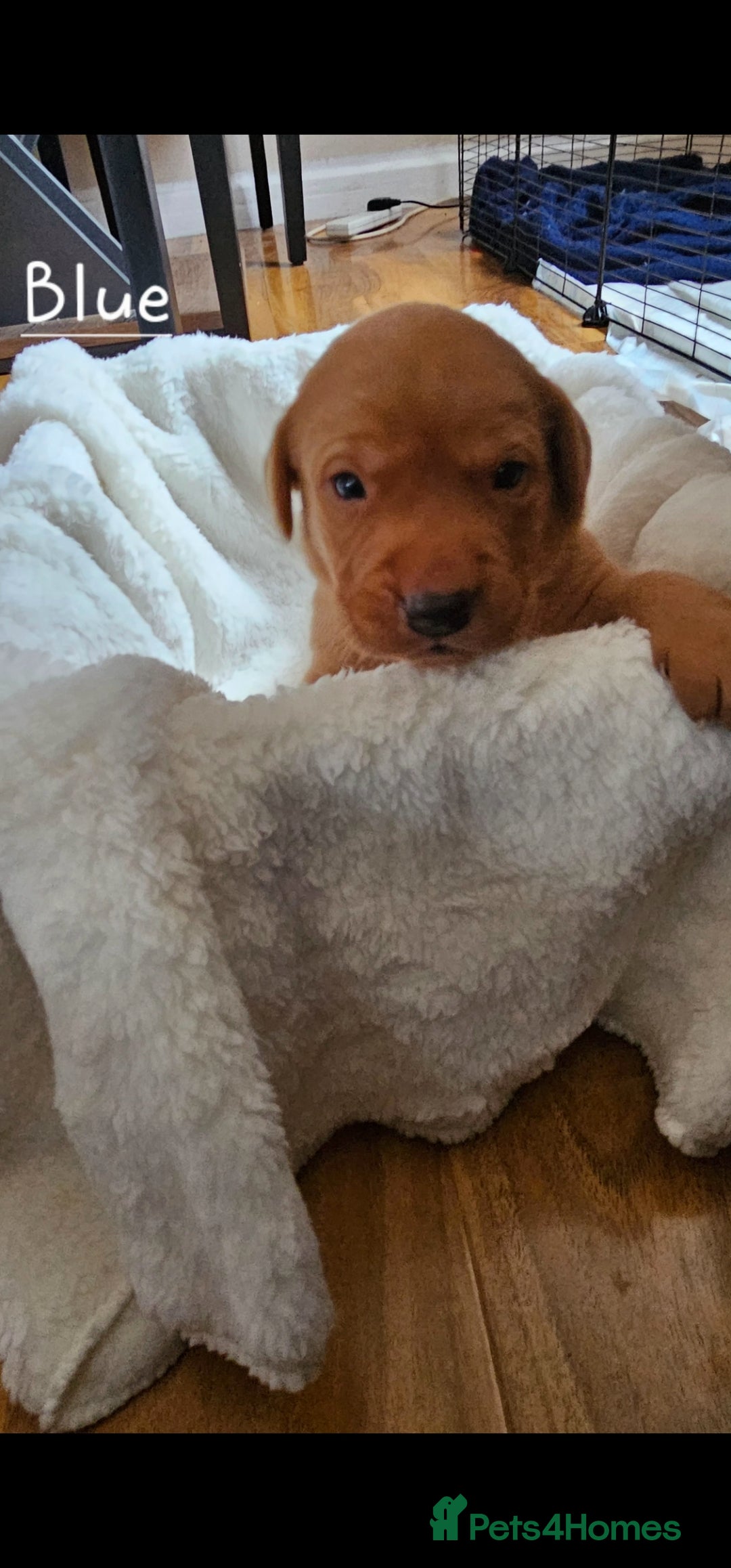 Labrador Retriever dogs for sale: 8 beautiful labrador puppies  - Image 5