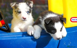 Border Collie dogs for sale: Ready to Leave Border Collie Puppies  - Image 13