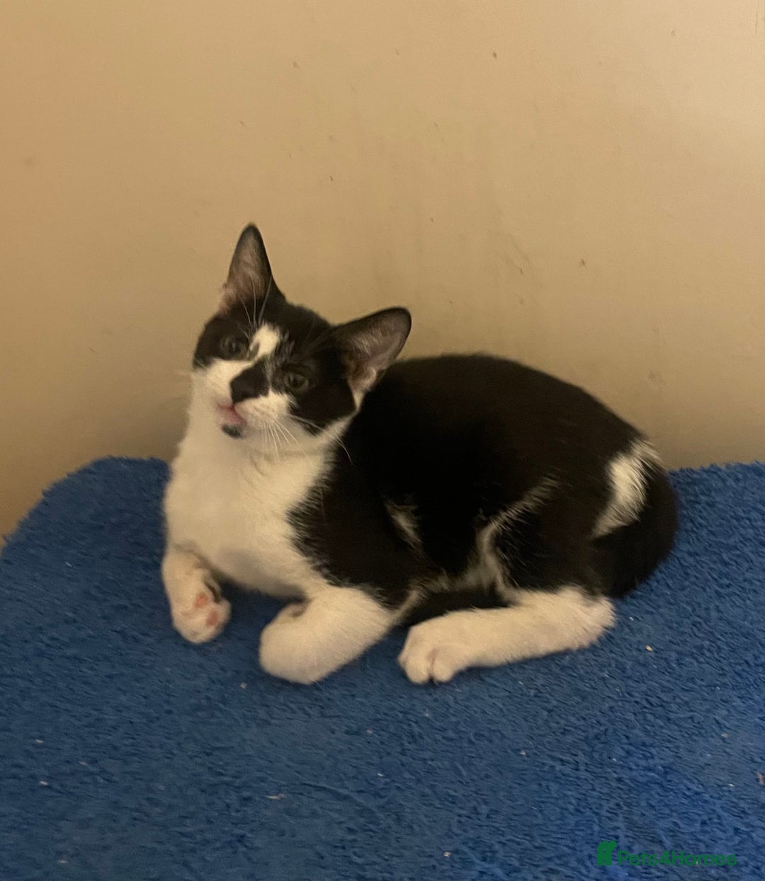 Mixed Breed cats for sale: Kittens for sale - Advert 16