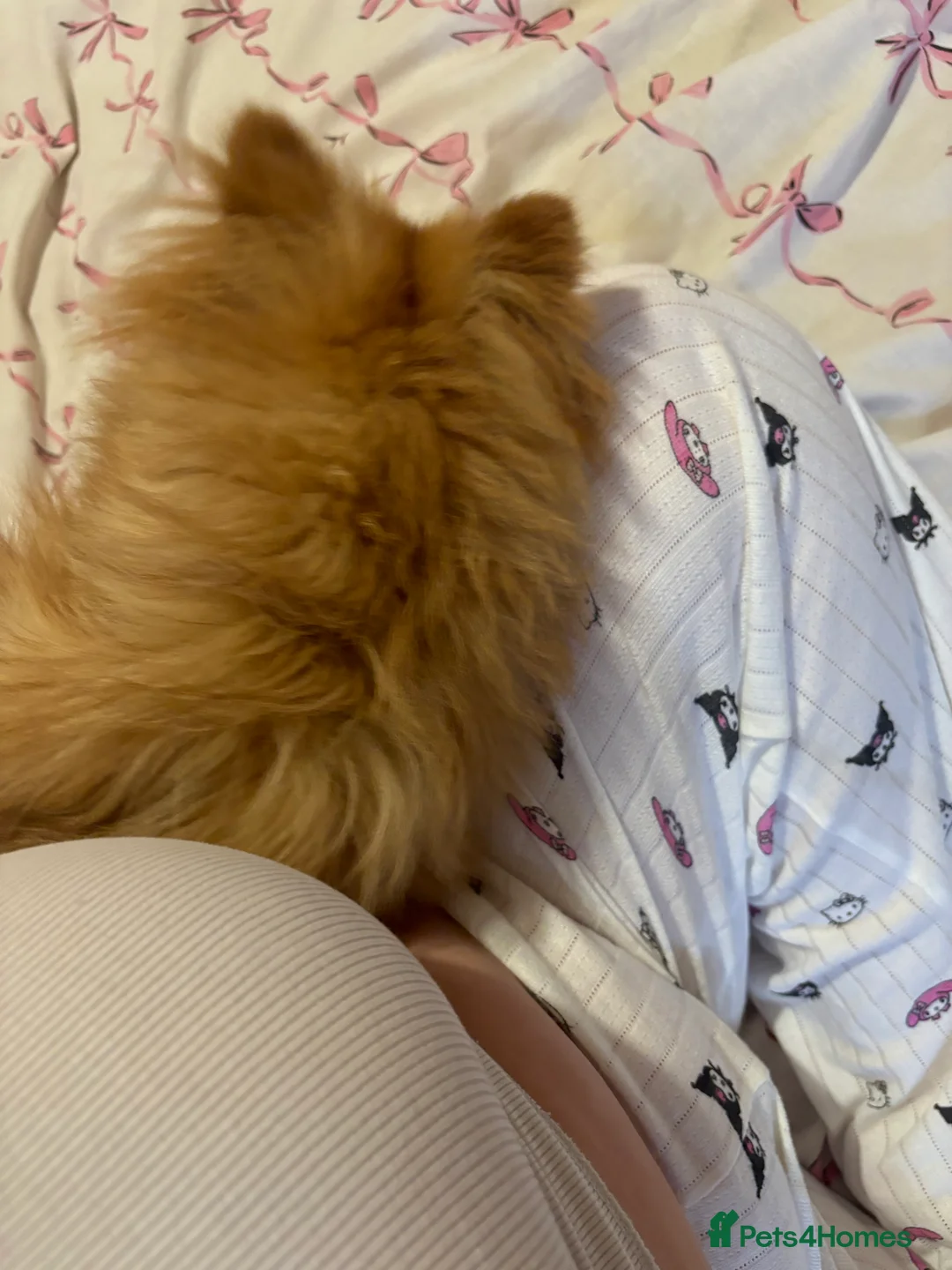 Pomeranian dogs for sale: Fox face Pomeranian  - Advert 4