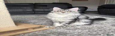Maine Coon Kitten 3