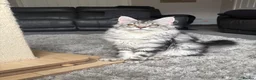 Maine Coon cats for sale: Beautiful TICA registered Maine Coon Kittens,  - Advert 5