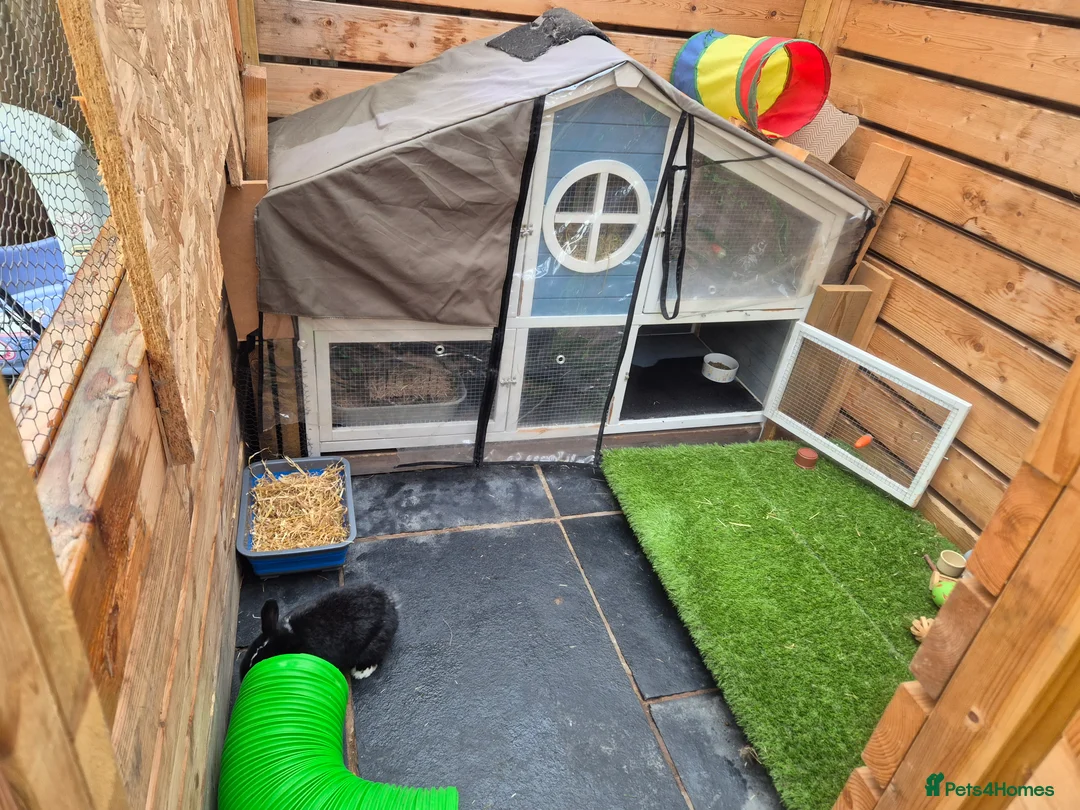 Mini Lop rabbits for sale: 1 year old lovely mini lop named Oreo  - Advert 7