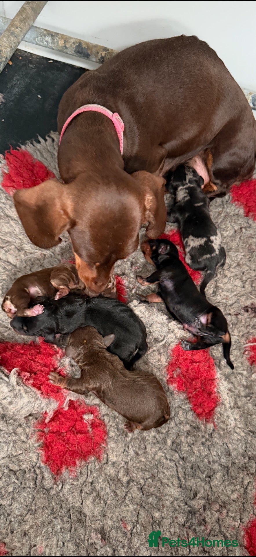 Dachshund dogs Beautiful pups - Advert 1