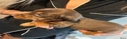 Dachshund dogs for sale: Stunning dachshund puppies ready to go soon - Advert 13