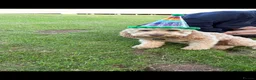Cockapoo dogs for sale: Re homing  - Advert 3