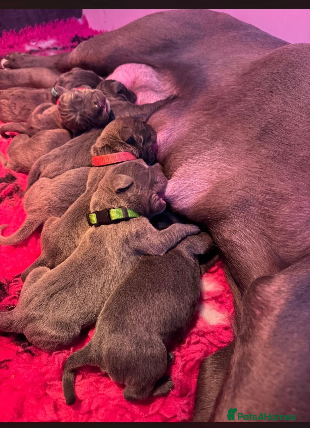Cane Corso dogs for sale: European Champion Bloodlines - Advert 2