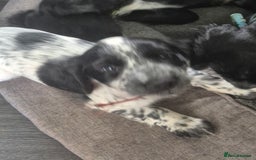 Cocker Spaniel dogs for sale: Cocker spaniel pups ready now!!  - Image 2