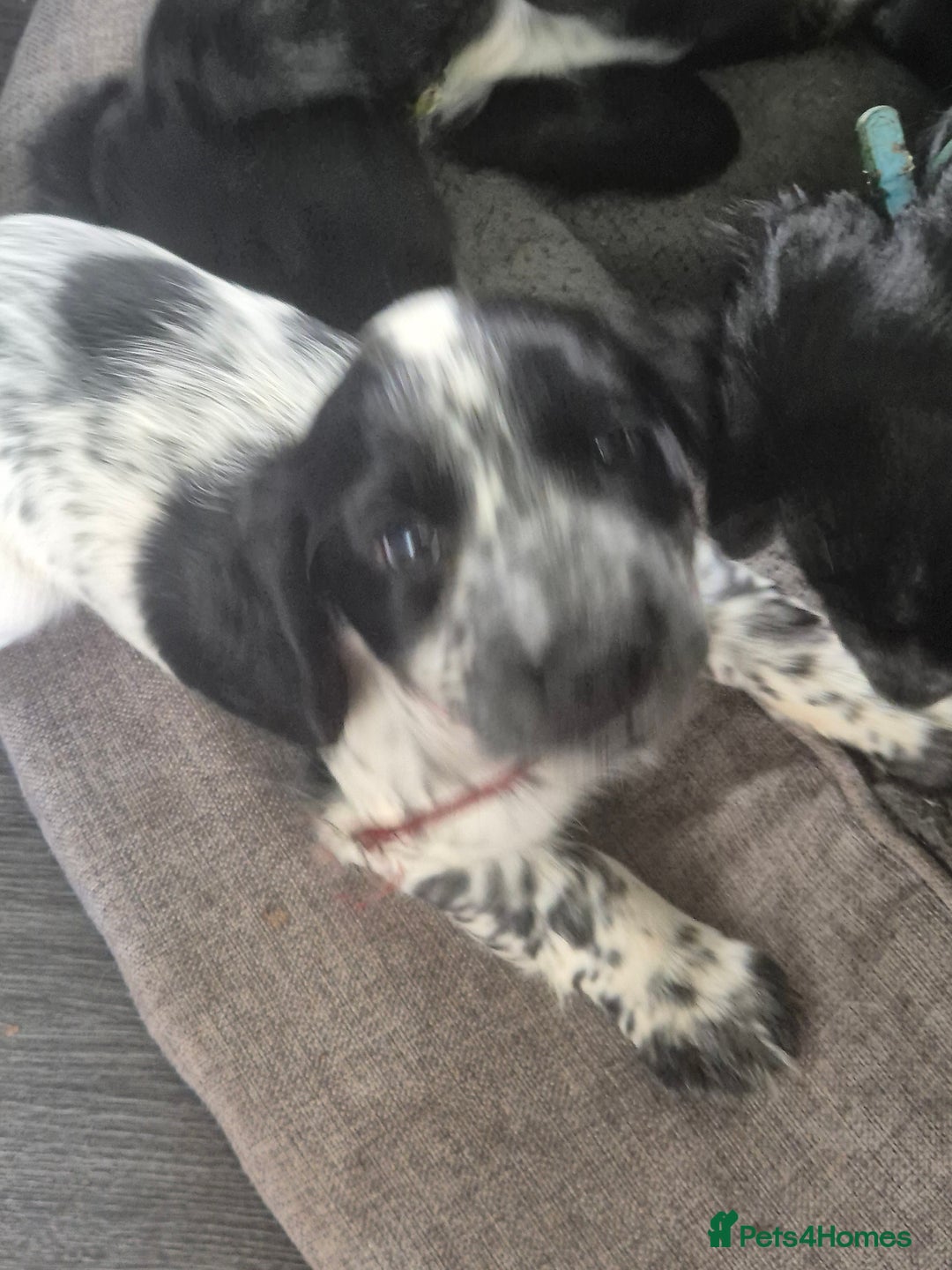 Cocker Spaniel dogs for sale: Cocker spaniel pups ready now!!  - Image 2