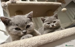 British Shorthair cats for sale: AVAILABLE NOW! British blue and kittens in Bracknell - Image 4