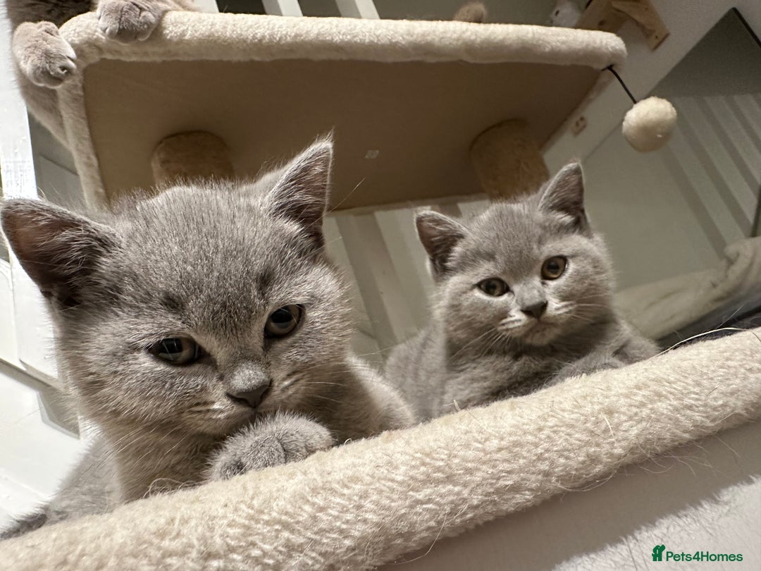 British Shorthair cats for sale: AVAILABLE NOW! British blue and kittens in Bracknell - Image 4