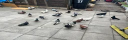 Cockatiels birds for sale: Pigeon bird - Advert 6
