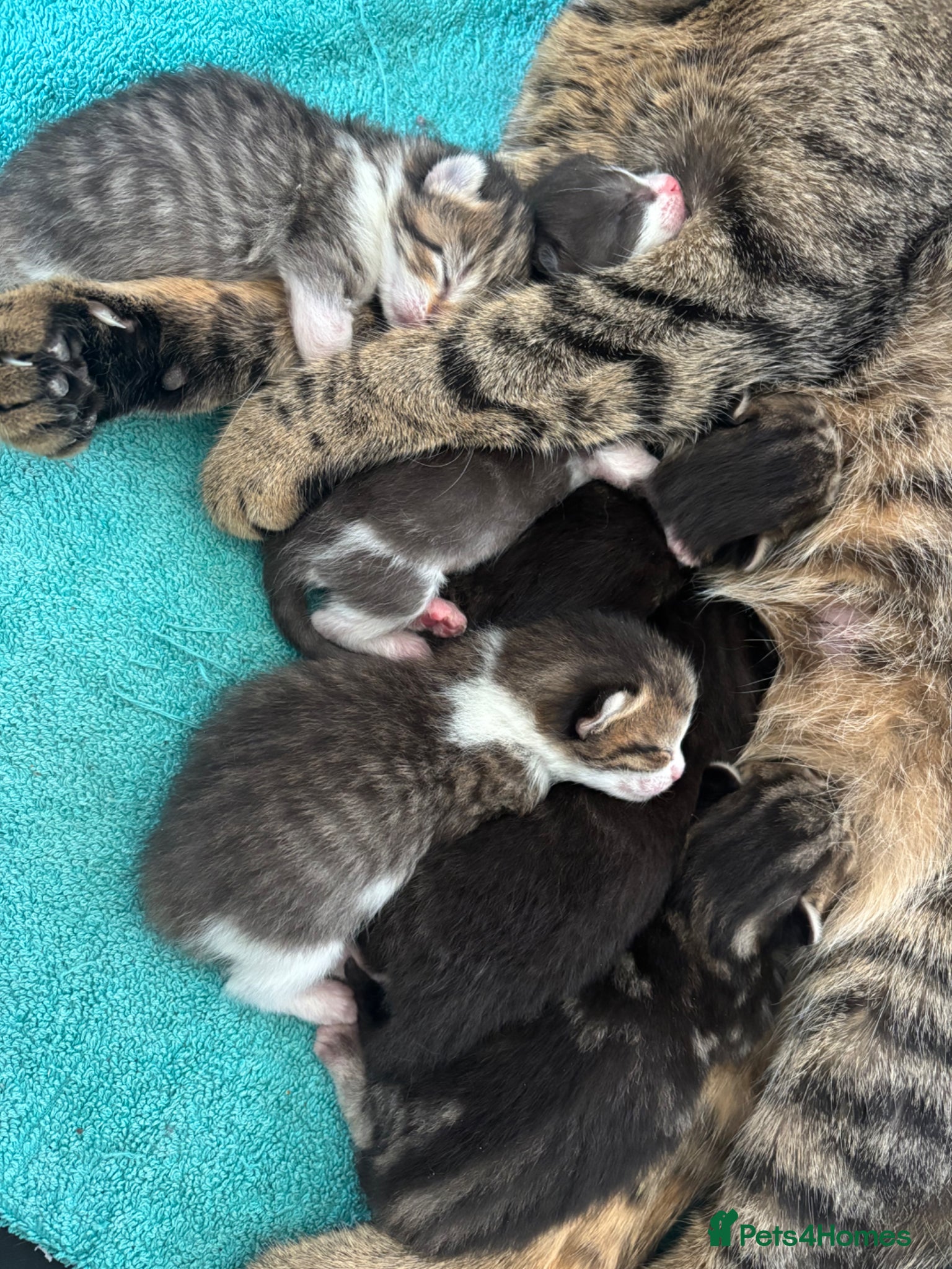 Domestic Shorthair cats Tabby domestic short hair kittens  - Advert 1