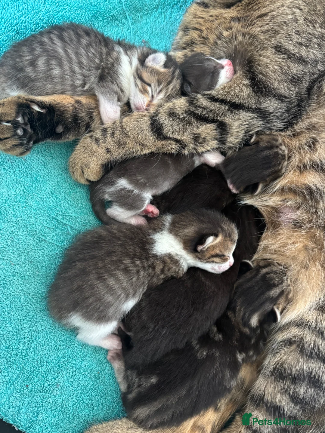 Domestic Shorthair cats for sale: Tabby domestic short hair kittens  - Advert 1