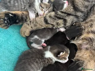 Domestic Shorthair cats Tabby domestic short hair kittens - Advert 2