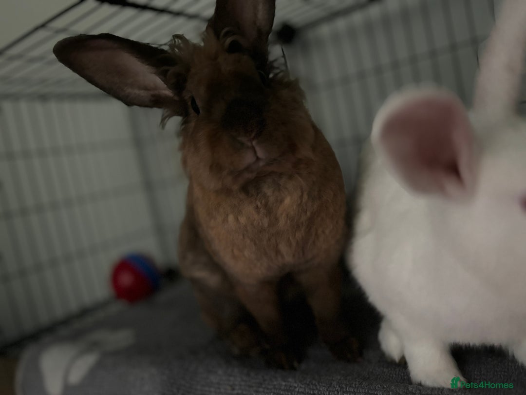 Mixed Breed rabbits for sale: 3Yr old Male & Female Rabbits - Advert 13