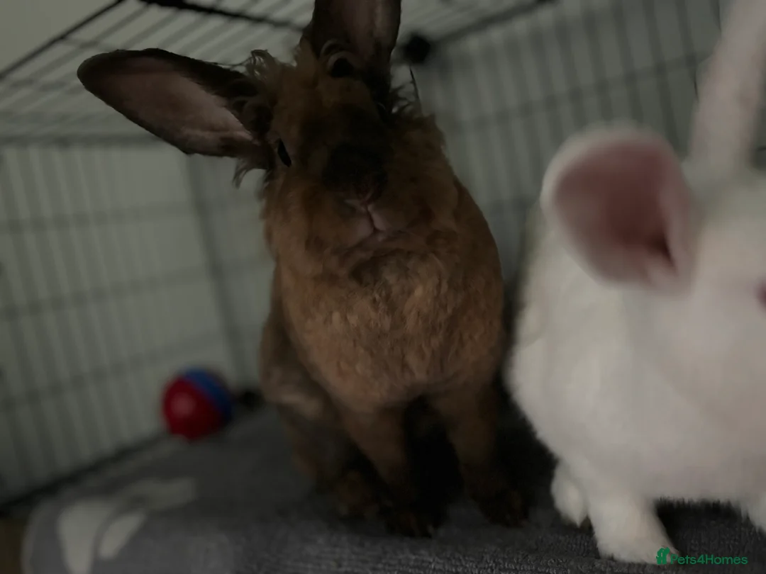 Mixed Breed rabbits for sale: 3Yr old Male & Female Rabbits - Advert 13