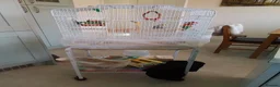 Budgerigars birds for sale: 2 Budgies +cage and accessories  - Advert 1