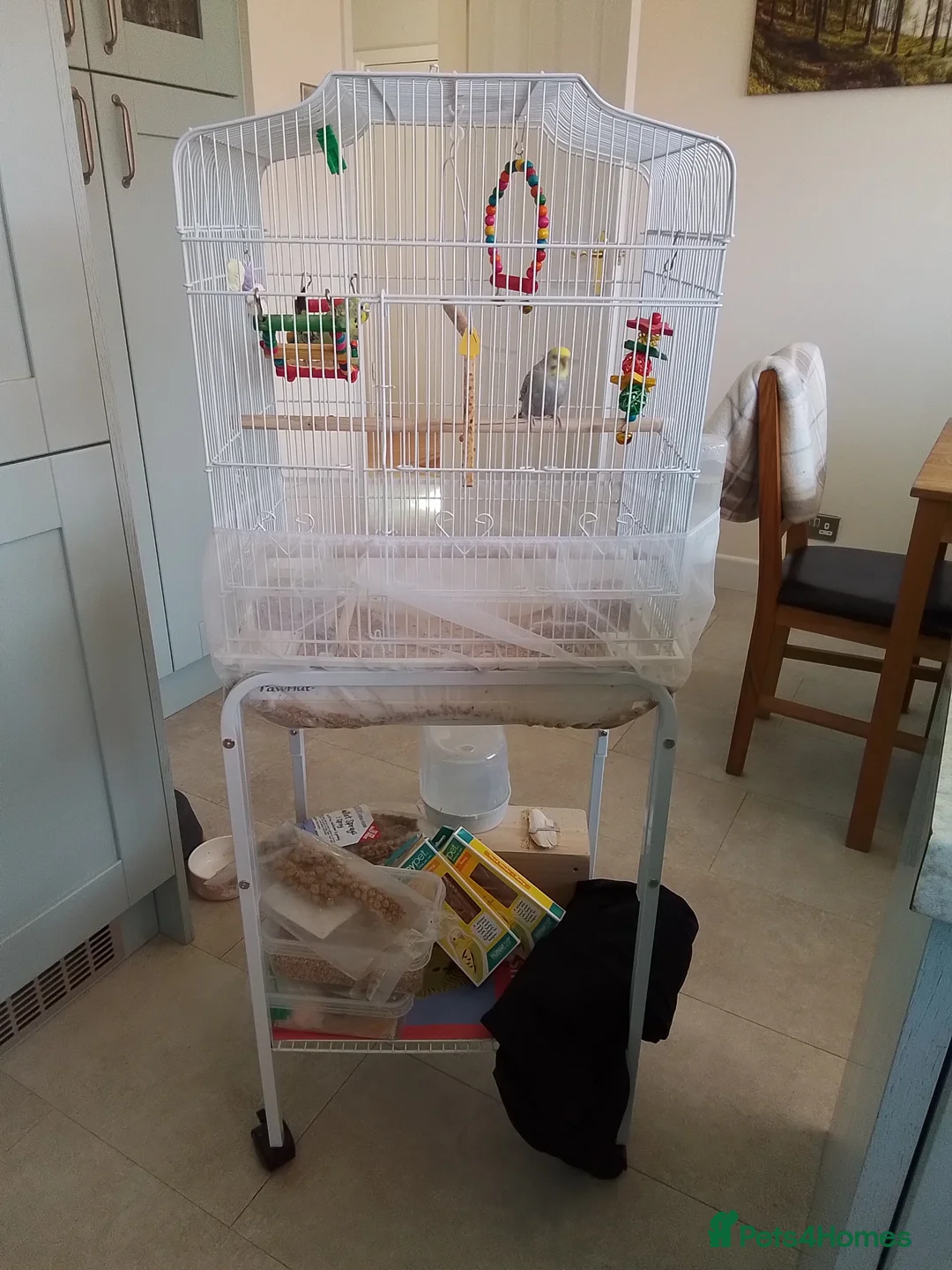 Budgerigars birds for sale: 2 Budgies +cage and accessories  - Advert 1
