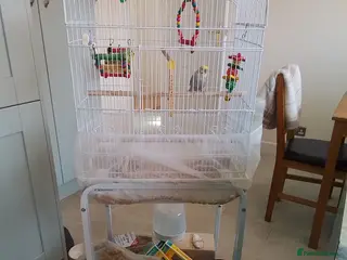 Budgerigars birds 2 Budgies +cage and accessories - Advert 1