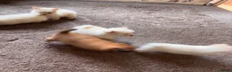 Pomeranian dogs for sale: Beautiful pomchis looking for a loving home  - Advert 7
