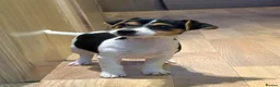 Jack Russell dogs for sale: Traditional short-legged Jack Russell puppy’s. - Advert 15