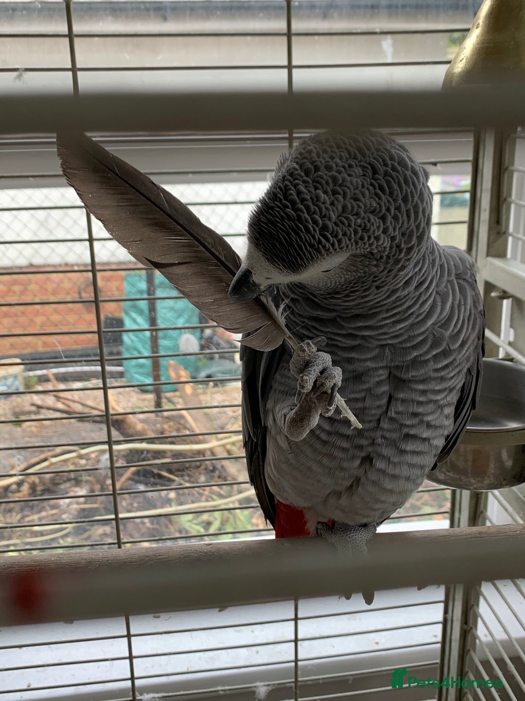 Parrots birds for sale: African Grey Parrot - Image 3