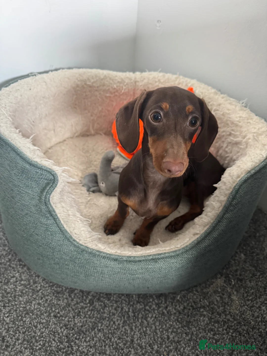 Miniature Dachshund dogs for sale: Luna  - Advert 2