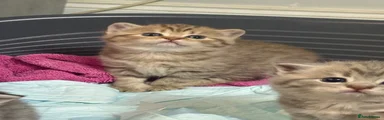 British Shorthair Kitten 2