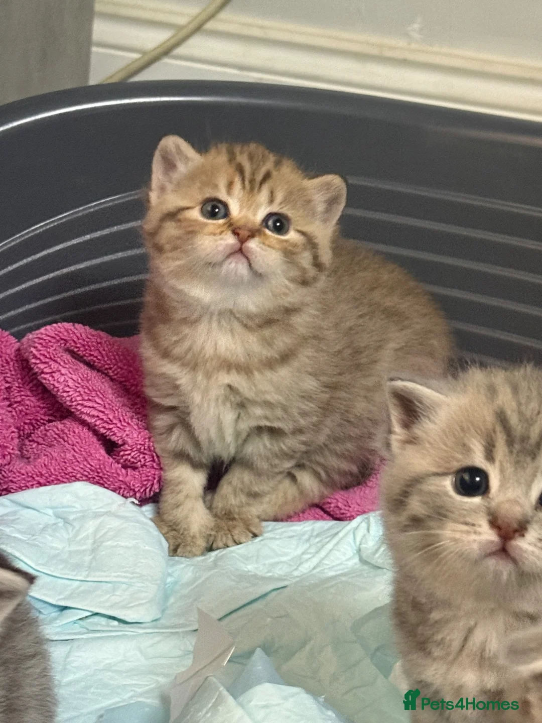 British Shorthair cats for sale: Last 2 kitten available  - Advert 36