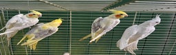 Cockatiels birds for sale: COCKATIELS - ALBINO/LUTINO/PIED - Advert 2