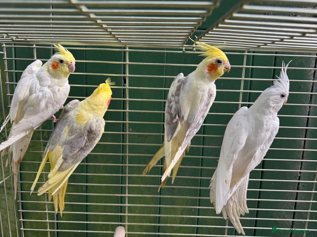 Cockatiels birds for sale: COCKATIELS - ALBINO/LUTINO/PIED - Advert 2