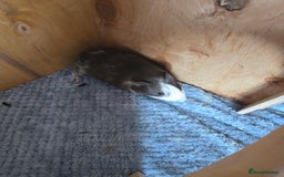 Guinea Pig rodents for sale: Male guinea pig - Image 3