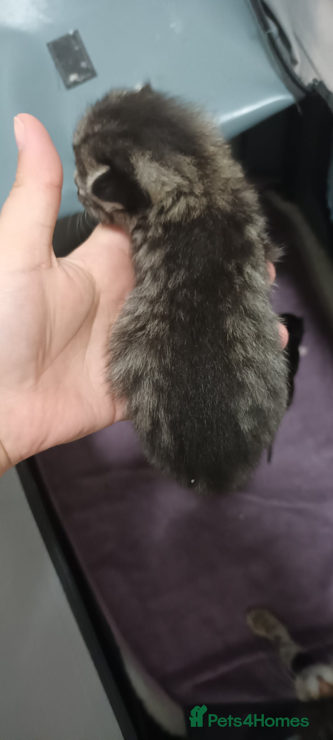 Mixed Breed cats for sale: 5 mixed breed kittens looking for new homes  - Image 3