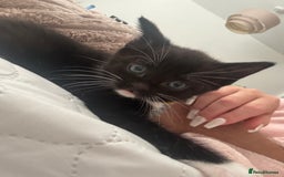 Ragdoll cats for sale: Half Ragdoll kittens  - Image 1