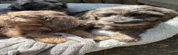 Cockapoo dogs for sale: the cutest F1 cockapoos in kent  - Advert 16