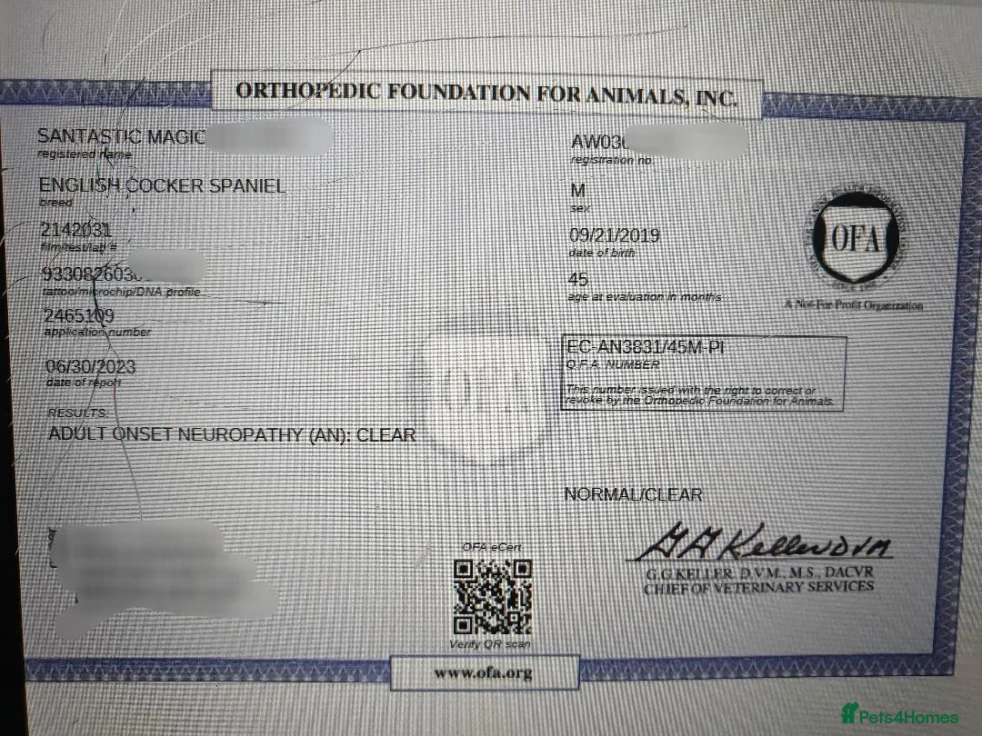 Cocker Spaniel dogs for stud: DNA TESTED/CLEAR KC SHOW GOLD COCKER SPANIEL STUD! in Harlow - Advert 7