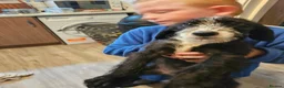 Mixed Breed dogs for sale: Dalmadoodle puppies  - Advert 3