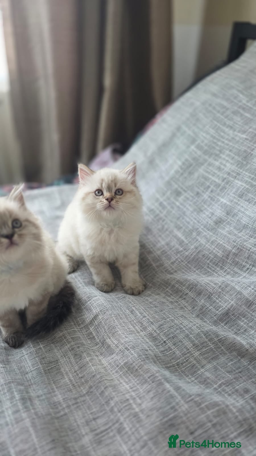 Mixed Breed cats Ragdoll mix British shorthair  - Advert 13